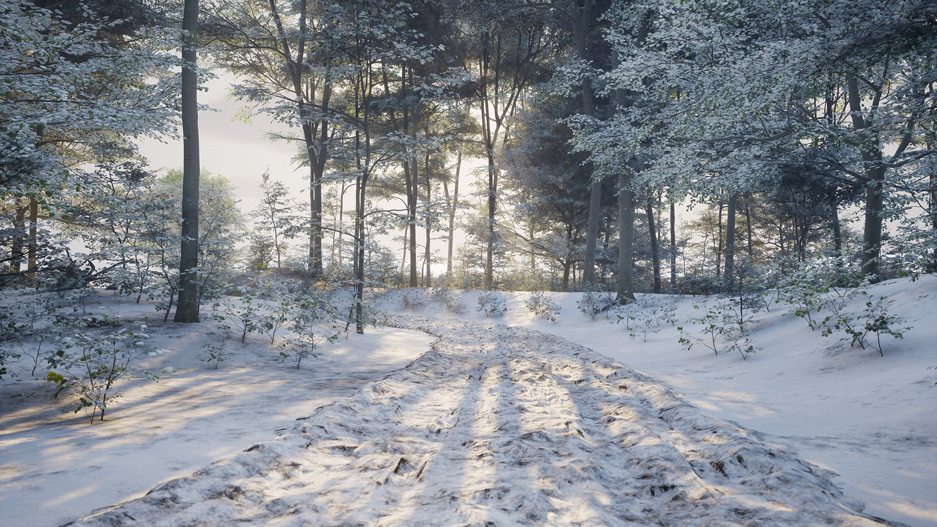 The forest road in early snow