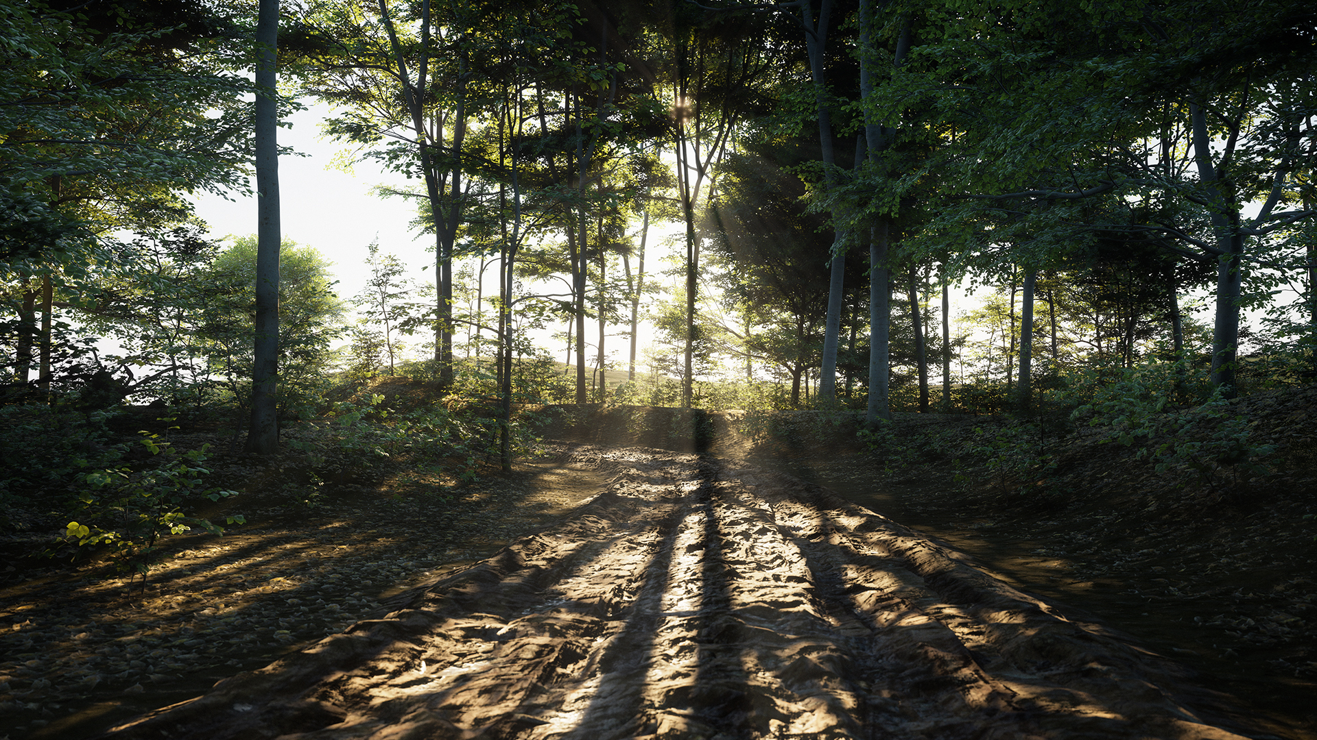 The forest road in autumn